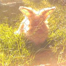 Kanin Team Fluffhop's Pjuske af Maragascad(himmelgnaver)