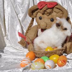 Kanin |Kaninbandens Colour Of The Rainbow