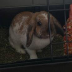 Kanin Team Fluffhop's Sir Plet