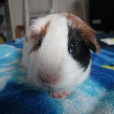 Marsvin Koreskas Ylette