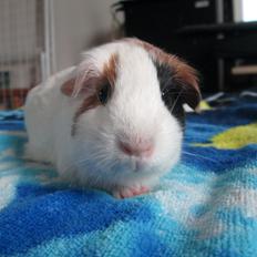 Marsvin Koreskas Ylette