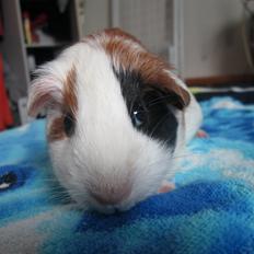 Marsvin Koreskas Ylette