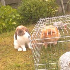 Kanin Team Fluffhop's Sir Plet