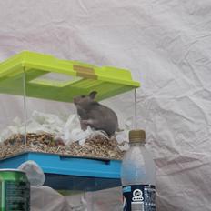 Hamster Ea - Gået bort 
