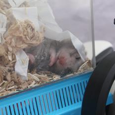 Hamster Ea - Gået bort 