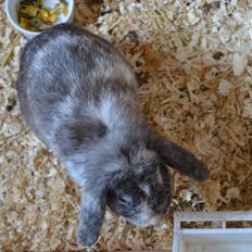 Kanin Tantetuts Müsli