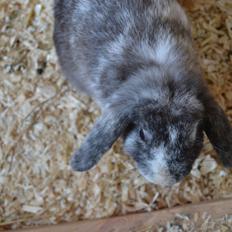 Kanin Tantetuts Müsli