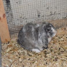 Kanin Tantetuts Müsli