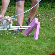 Kanin Vindeholmegårds Meescha