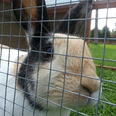 Kanin Chokoline(Hollænder)