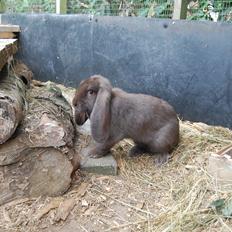 Kanin Nova *Fransk Vædder*