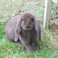 Kanin Nova *Fransk Vædder*