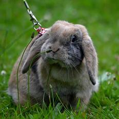 Kanin Æblehavens Zorra.