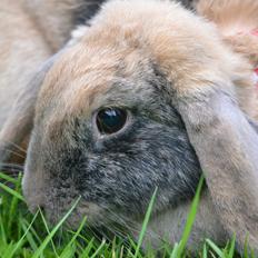 Kanin Æblehavens Zorra.