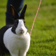 Kanin Surprise Chiaka