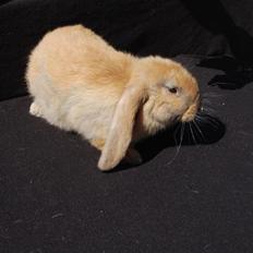 Kanin Fransk Vædder Madagaska