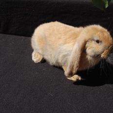 Kanin Fransk Vædder Madagaska