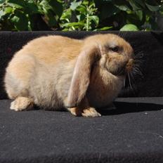 Kanin Fransk Vædder Madagaska