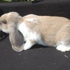 Kanin Fransk Vædder Isabella Kappetegnet