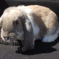 Kanin Fransk Vædder Isabella Kappetegnet