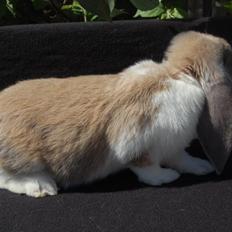 Kanin Fransk Vædder Isabella Kappetegnet