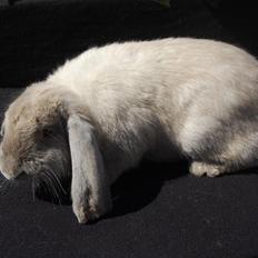 Kanin Fransk Vædder fejl Sallander farvet