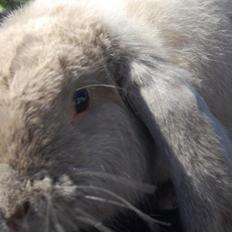 Kanin Fransk Vædder fejl Sallander farvet