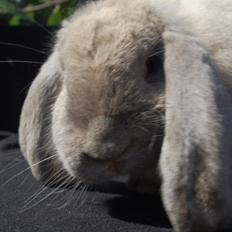 Kanin Fransk Vædder fejl Sallander farvet