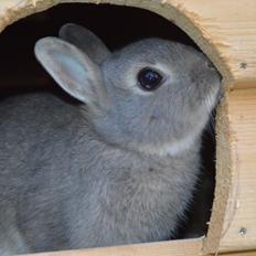 Kanin Ahrenkiels This Afternoon(Affe)