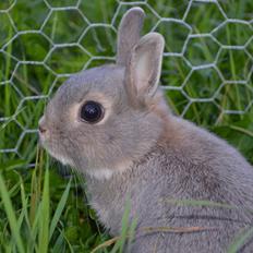 Kanin Ahrenkiels This Afternoon(Affe)