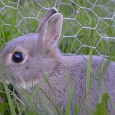 Kanin Ahrenkiels This Afternoon(Affe)