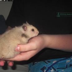 Hamster Lindes Merci