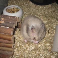 Hamster Lindes Merci