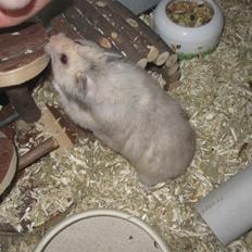 Hamster Lindes Merci