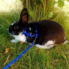 Kanin Star Dust(Dusty)<3<3