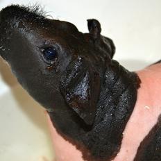 Marsvin Au Naturel´s Jumbo Jet