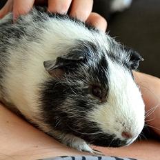 Marsvin Au Naturels Oops Upside Your Head