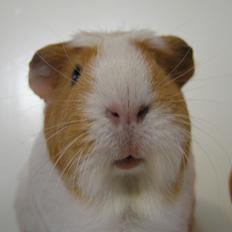 Marsvin | Pjuskemus <3