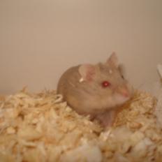 Dværghamster Tut-Zoo´s Vanilla Surprise