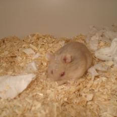 Dværghamster Tut-Zoo´s Vanilla Surprise