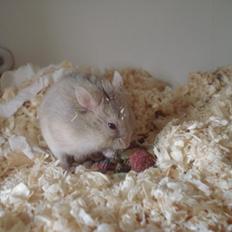 Dværghamster Tut-Zoo´s Vanilla Surprise