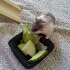 Dværghamster A kuld - Akai