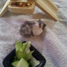 Dværghamster A kuld - Akai