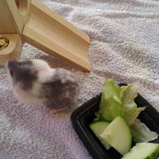 Dværghamster A kuld - Akai