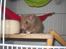 Hamster Simses Fiona