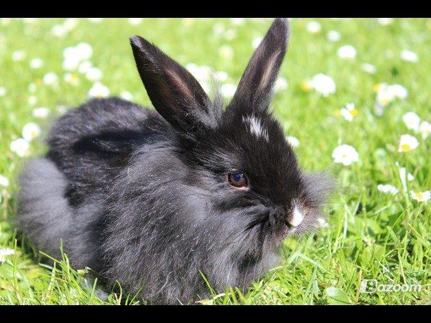 Kanin Pepsi billede 5