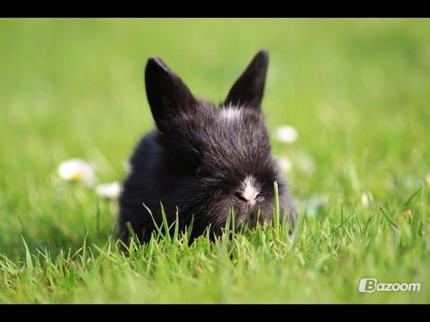 Kanin Pepsi billede 6