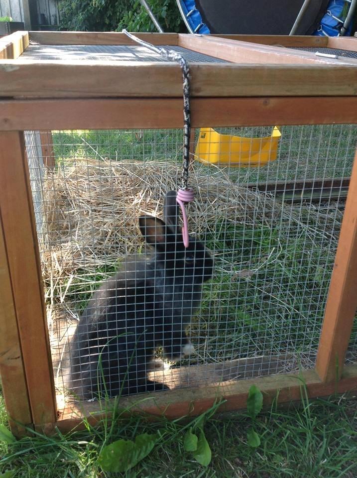 Kanin Pepsi billede 3