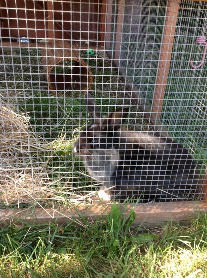 Kanin Pepsi billede 2