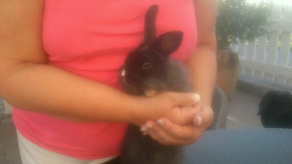 Kanin Pepsi billede 4